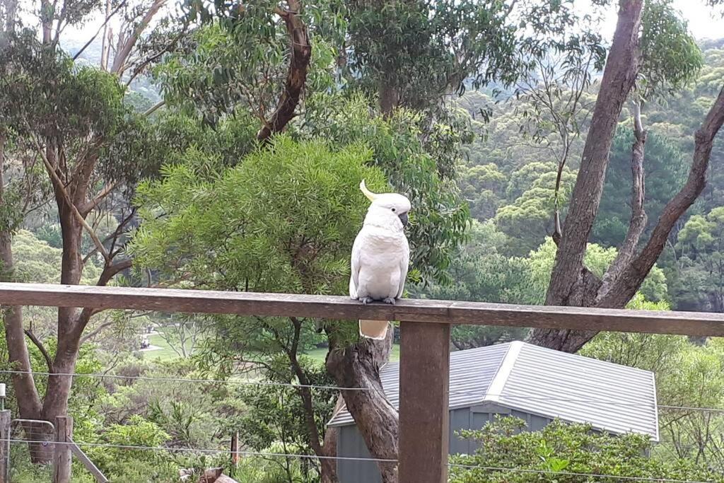 Katoomba Falls Cottage Екстер'єр фото